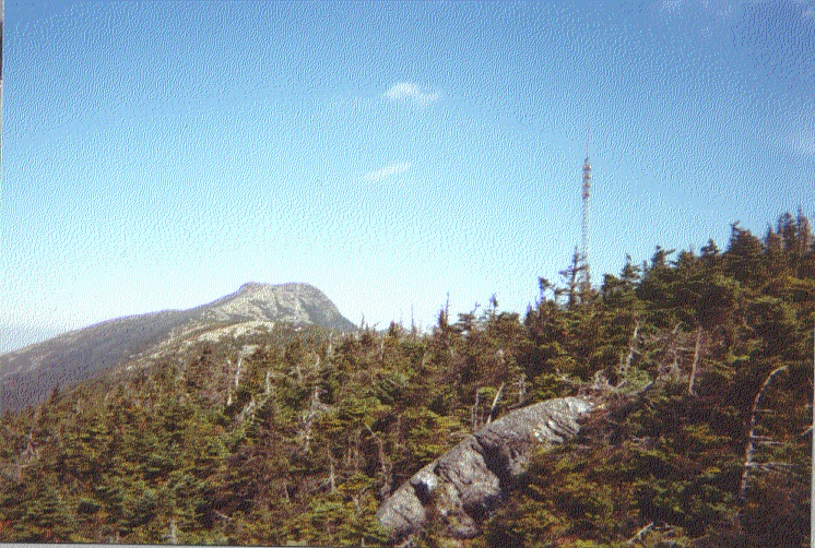 Main page image for Mercury and Trace Elements in Mt. Mansfield Throughfall Samples